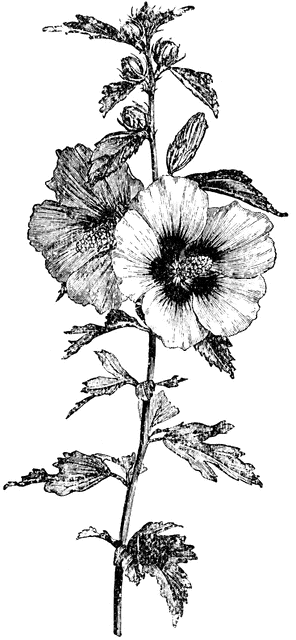 clipart rose of sharon - photo #17