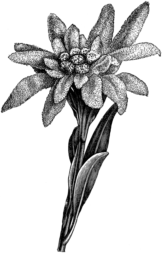 clipart edelweiss flower - photo #23