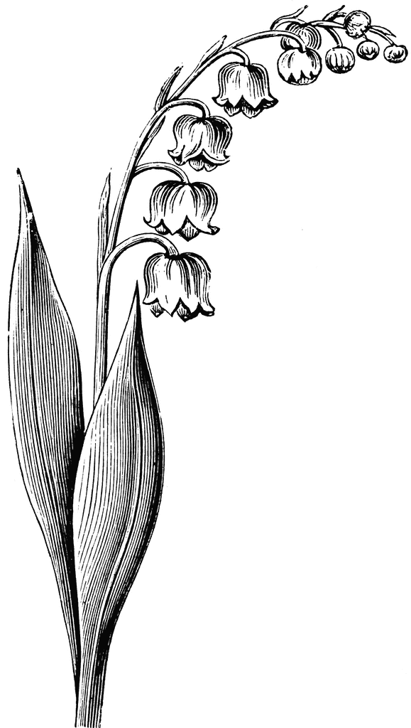 Flowering Stem of the Lily of the Valley ClipArt ETC