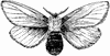 Brown-Tail Moth