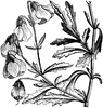 Flowering Branch of Mahernia Glabrata