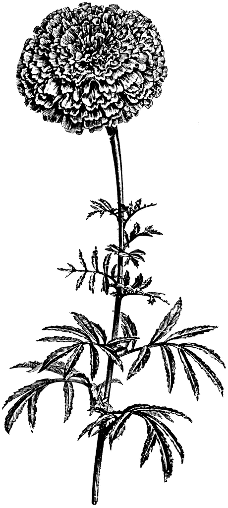 Marigold Black And White Coloring Pages