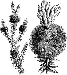 Melaleuca Flowers on Flowering Branches Of Melaleuca Squamea   Clipart Etc