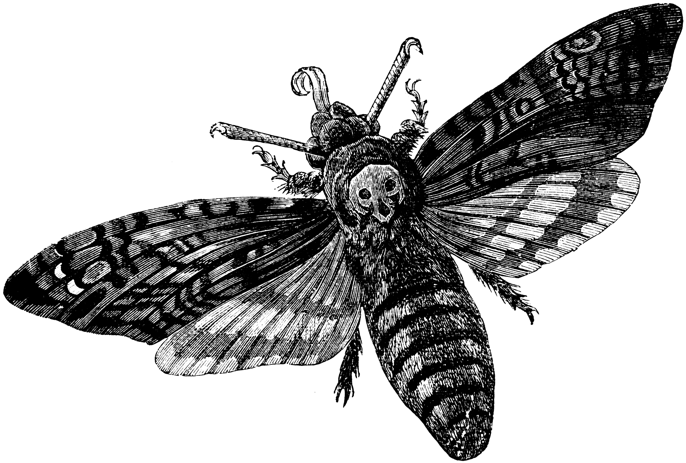Death's Head Moth | ClipArt ETC