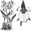 Habit and Detached Single Flower of Odontoglossum Rossii