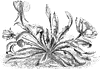 Oenothera Exima