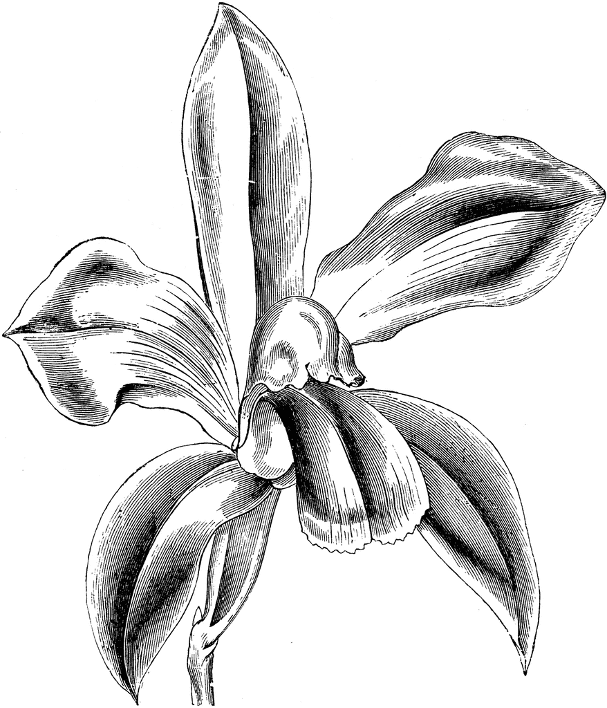 Flower Of Cattleya Bicolor ClipArt ETC