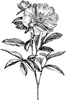 Flowering Branch of Paeonia Albiflora