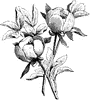 Flowering Branch of Paeonia Wittmanniana