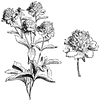 Paeonia Albiflora Flore-Pleno Blanc