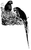 Parrots