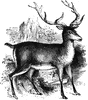 Red Deer