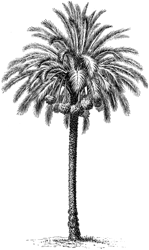 palm date clipart clip common tree fruit phoenix dactylifera palms etc clipground usf edu medium