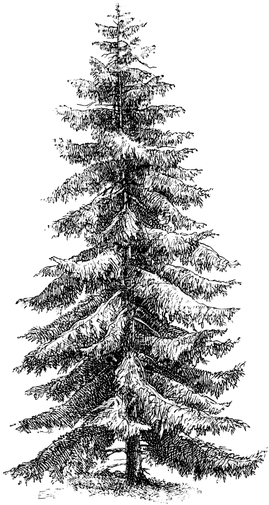 clipart spruce tree - photo #16
