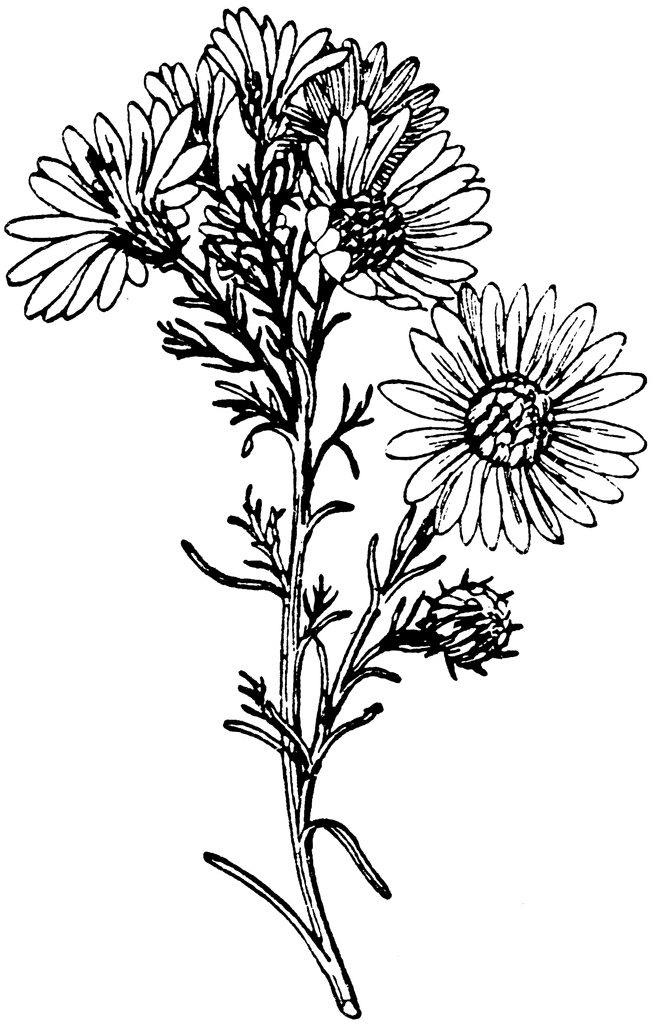 Wild Aster | ClipArt ETC