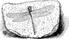 Dragon Fly Fossil