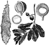 Queensland Nut