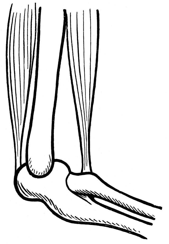 Elbow Joint | ClipArt ETC