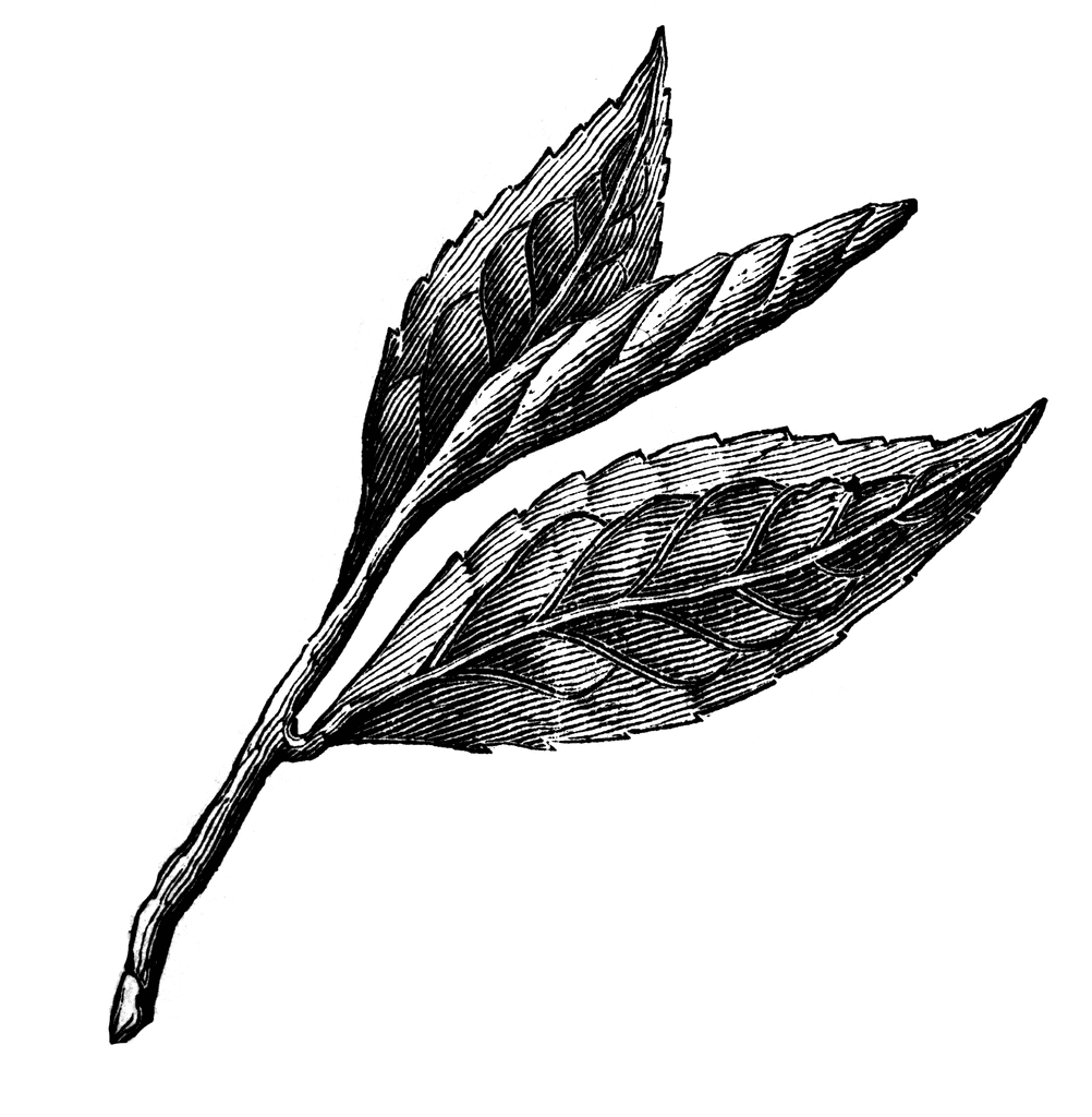 clip art tea leaf - photo #5
