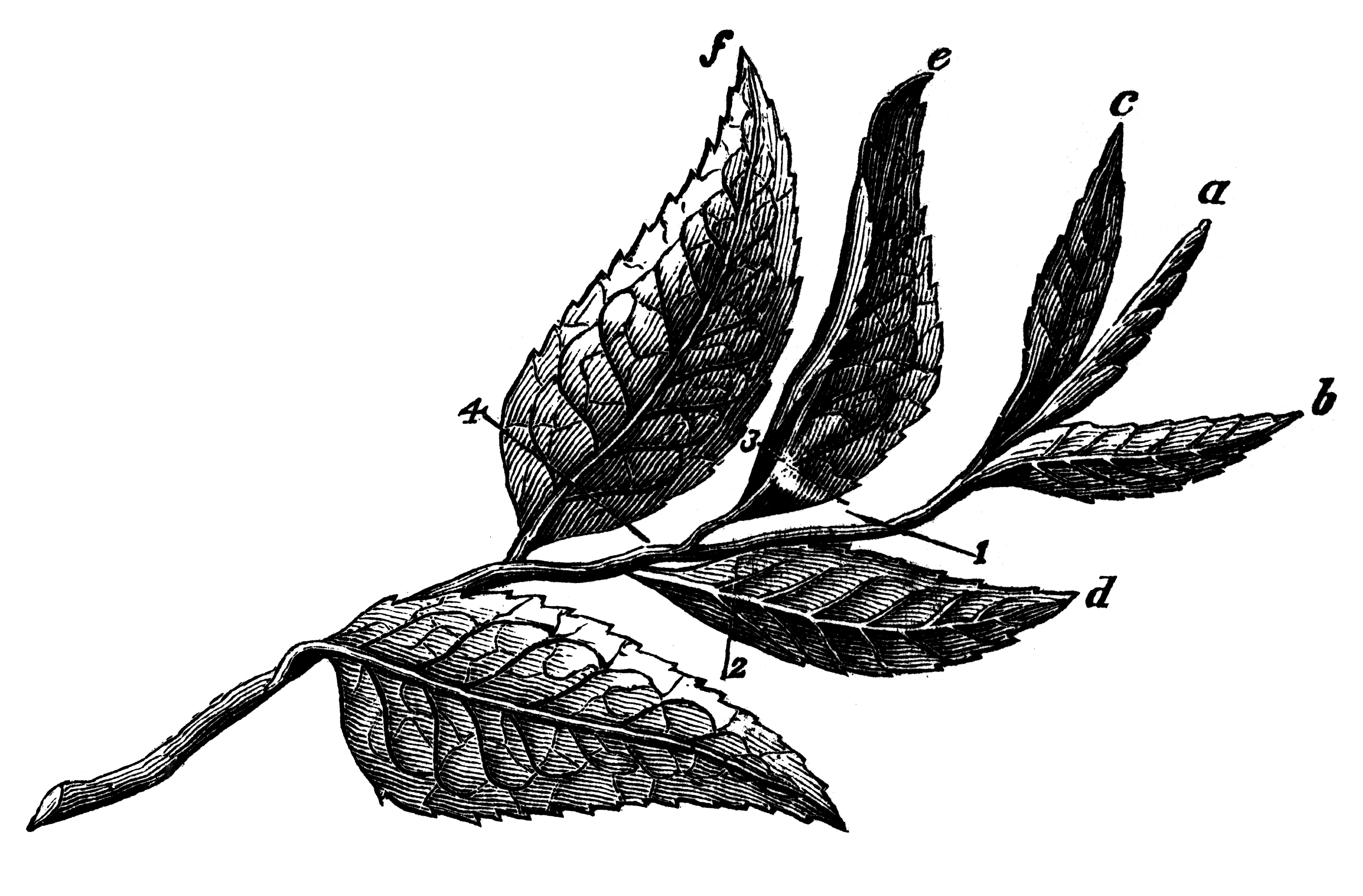 Plucked Tea Leaves (Six) | ClipArt ETC