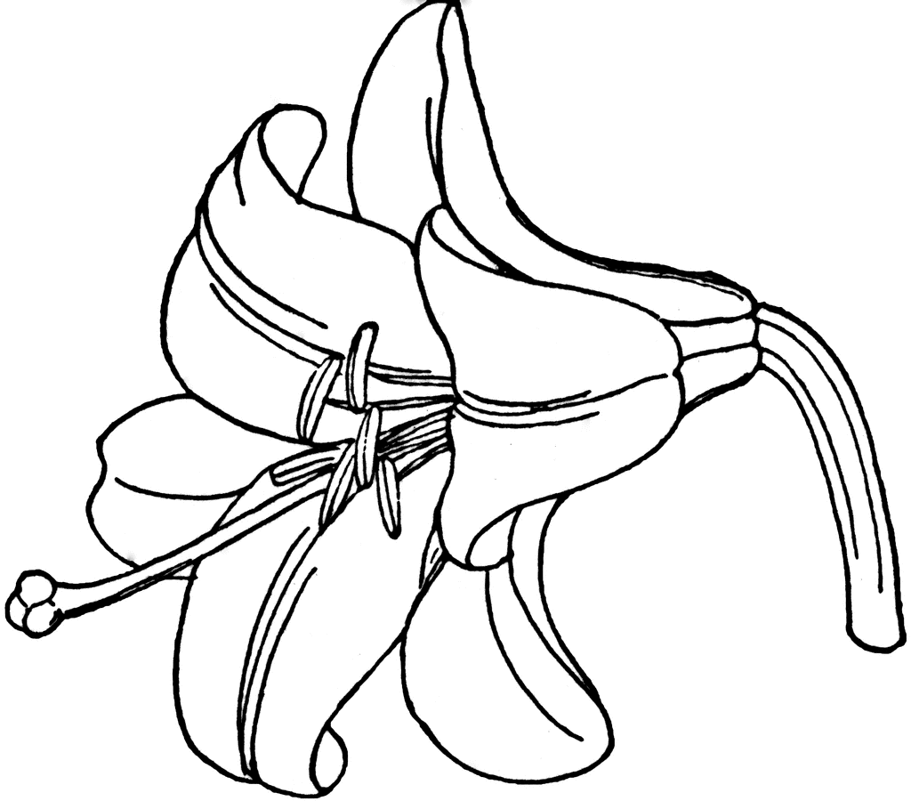 clipart of easter lily - photo #31