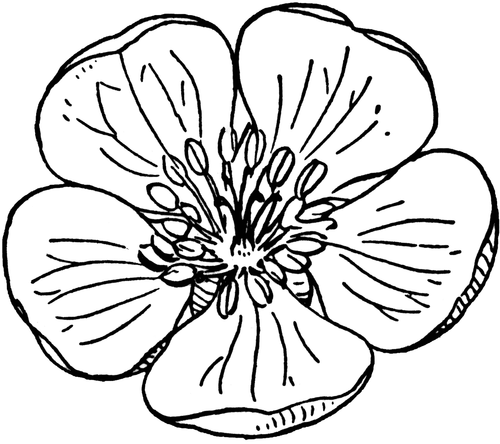 clipart flower coloring page - photo #22