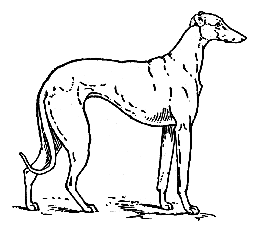 Greyhound | ClipArt ETC