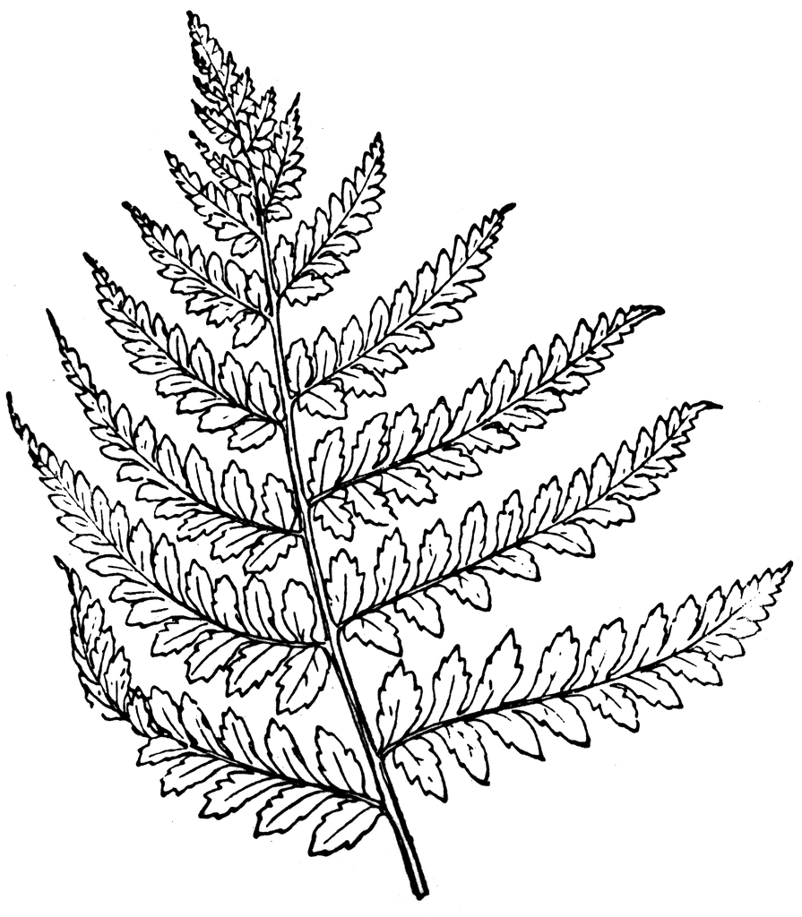 lady fern coloring pages - photo #1