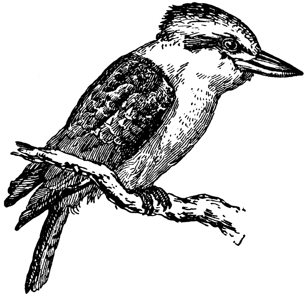 kingfisher clipart - photo #45