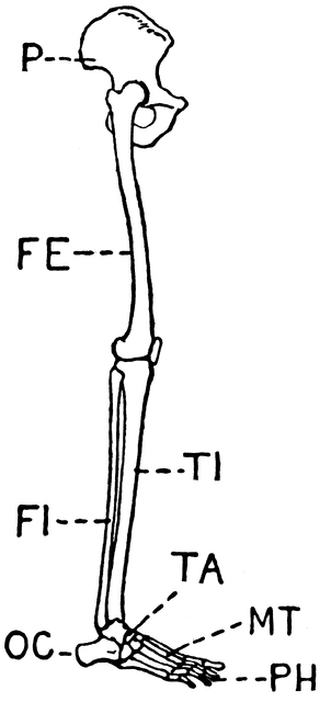 human leg clipart - photo #41