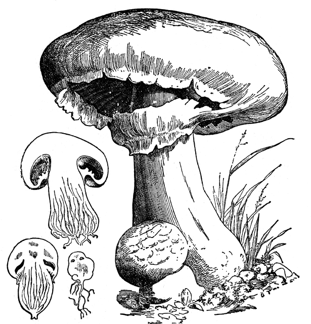 Common Mushroom | ClipArt ETC