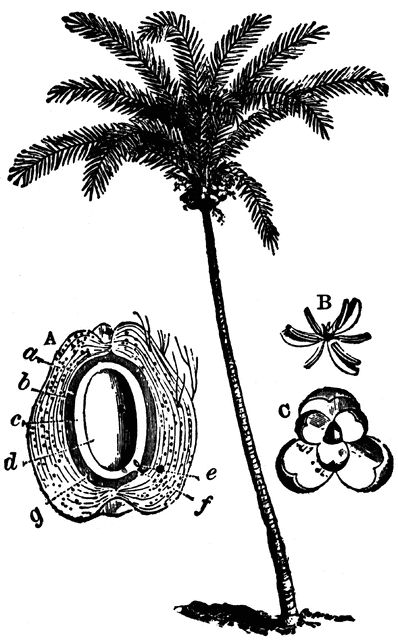 Coconut Tree | ClipArt ETC