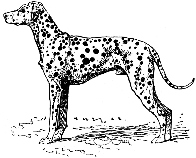 dalmatian dog clipart - photo #17