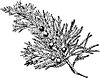 Tree clipart, i-p