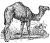 Mammal clipart, c
