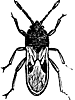 Insect Clipart, c