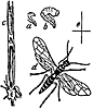Insect Anatomy Clipart, r-z