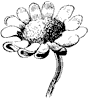 Flower & Shrub clipart, d-e