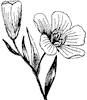 Flower & Shrub clipart, f