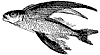 Fish clipart, f-m
