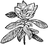 Flower & Shrub clipart, m-n