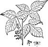Flower & Shrub clipart, i-l
