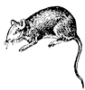 Mammal clipart, r-s