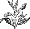 Flower & Shrub clipart, t-v