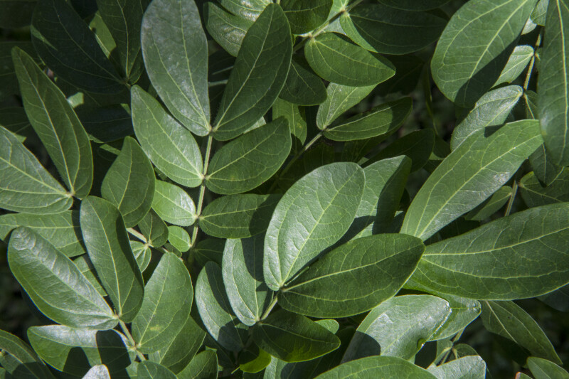 vine with alternating leaves