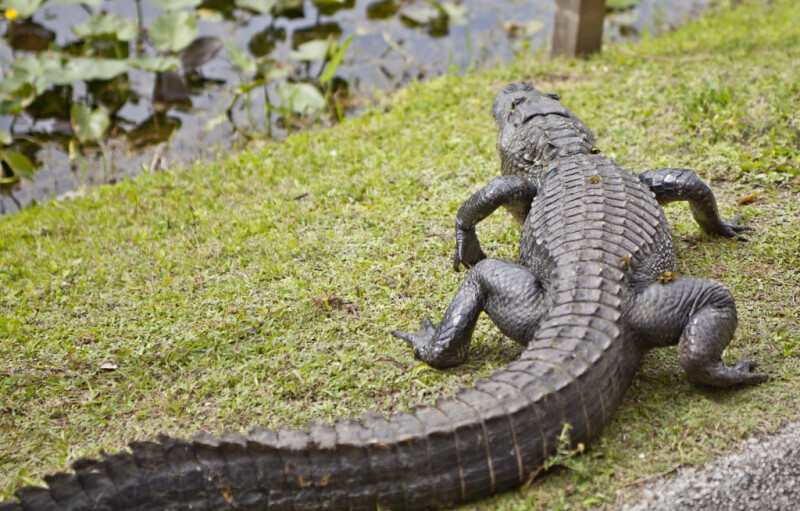 http://etc.usf.edu/clippix/pix/american-alligators-back-and-long-tail_medium.jpg