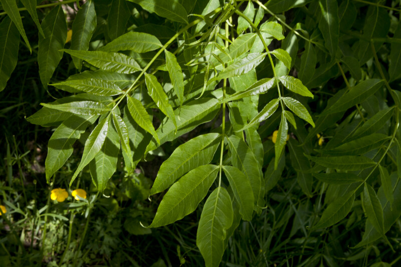 amur-cork-tree-pinnate-leaves-clippix-etc-educational-photos-for