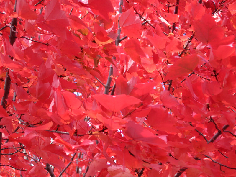 Branches Of Bright Red Autumn Leaves Clippix Etc Educational Photos