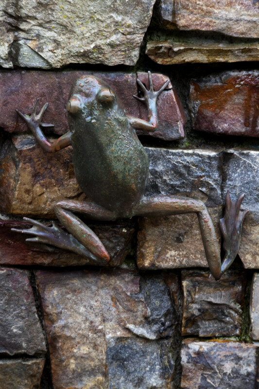 Frogs+climbing