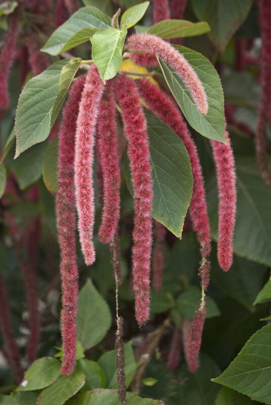 Chenille Plant with Red, Fuzzy, Hanging Flowers | ClipPix ETC